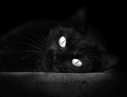 欧冠决赛焦点战启示录，猛龙全面压制黄蜂背后的战术哲学